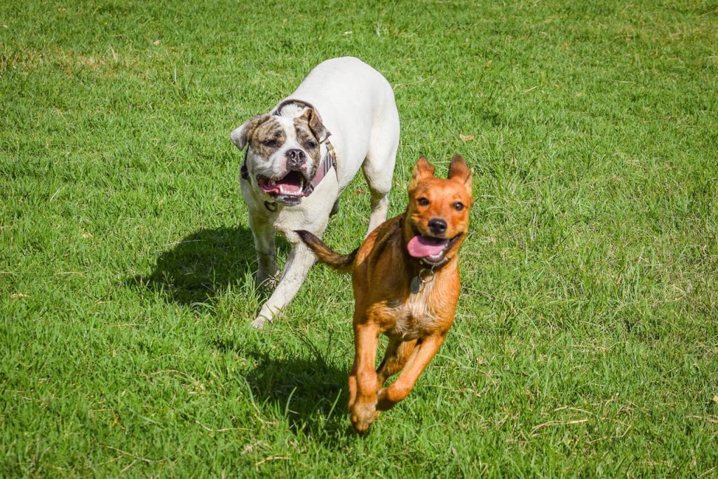 pexels-photo-10961354 Two dogs joyfully playing in a sunny grassy field, showcasing energy and fun.