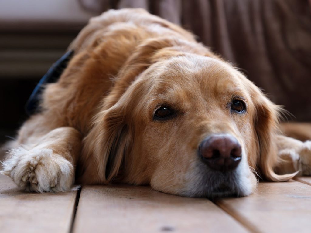 pexels-photo-16234654 A serene golden retriever resting indoors on wooden floor, capturing tranquility.