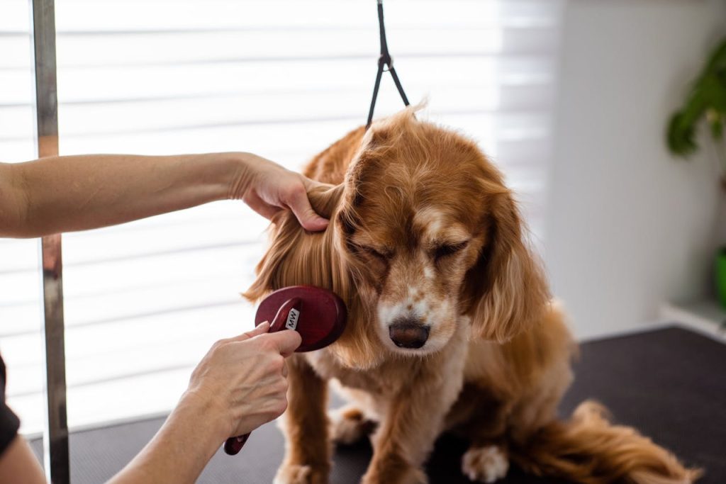 pexels-photo-19145878 A close-up of a Cocker Spaniel receiving grooming care indoors.