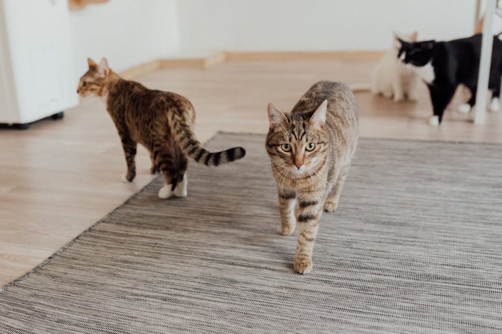 pexels-photo-7726090 Multiple domestic cats, including tabbies, walking on a rug indoors. Animal photography of pets.